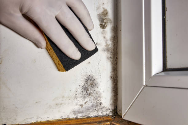 Best Asbestos and Lead Testing During Mold Inspection  in Weldon, NC